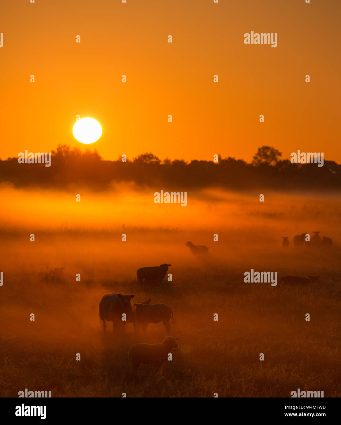 Sheep in a field on a Autumn morning with warm sunlight and fog - A beautiful sunrise in the countryside - The Netherlands Stock Photo