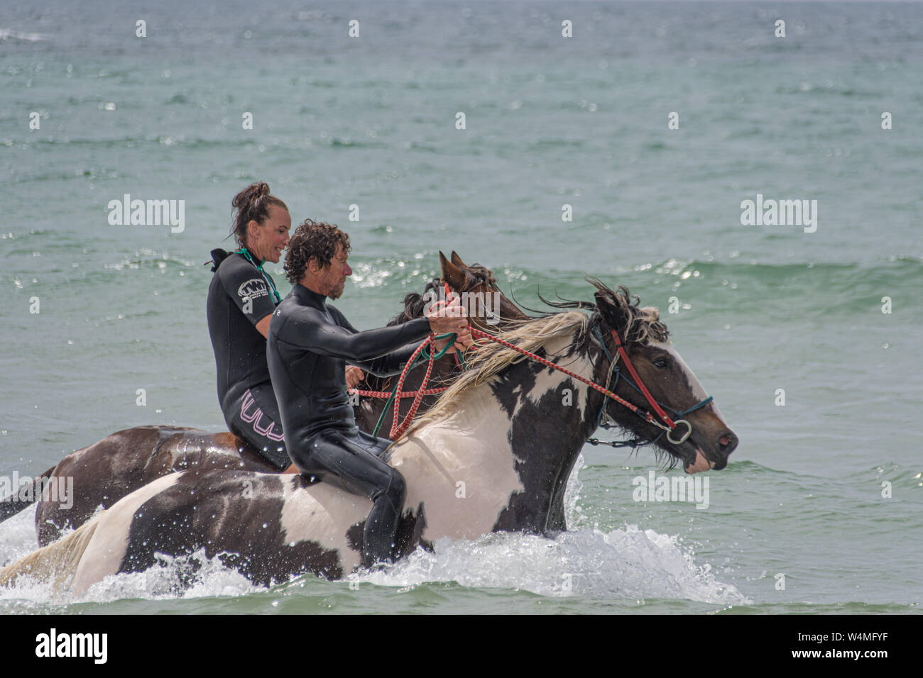 Longrock, Cornwall, UK. 24th July 2019. UK Weather. Rider and horses from Cornwall Swimming Horses cooling off in the heatwave with a dip in the sea this morning.  Credit Simon Maycock / Alamy Live News. Stock Photo