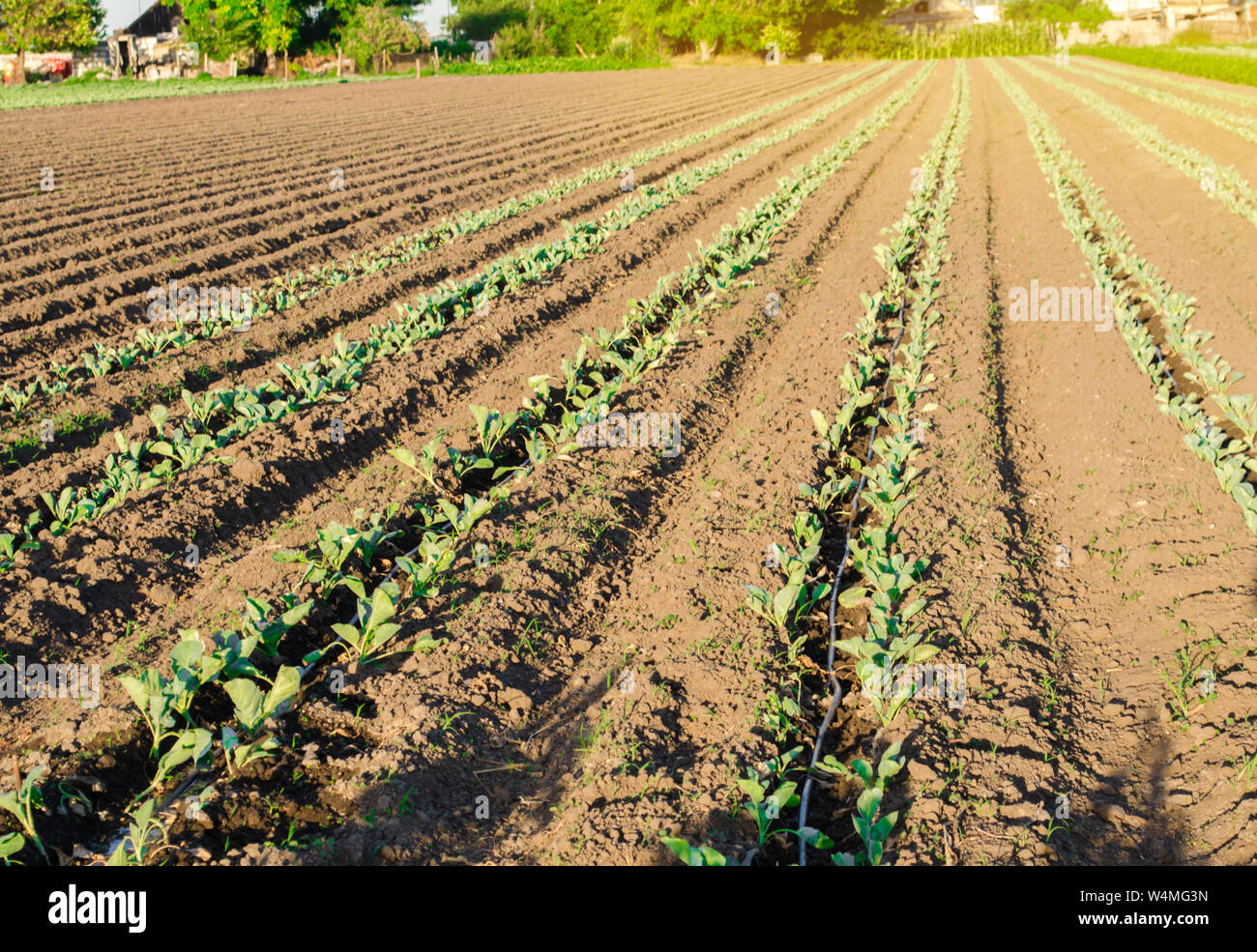 Plantation of young cabbage on a farm on a sunny day. Growing organic