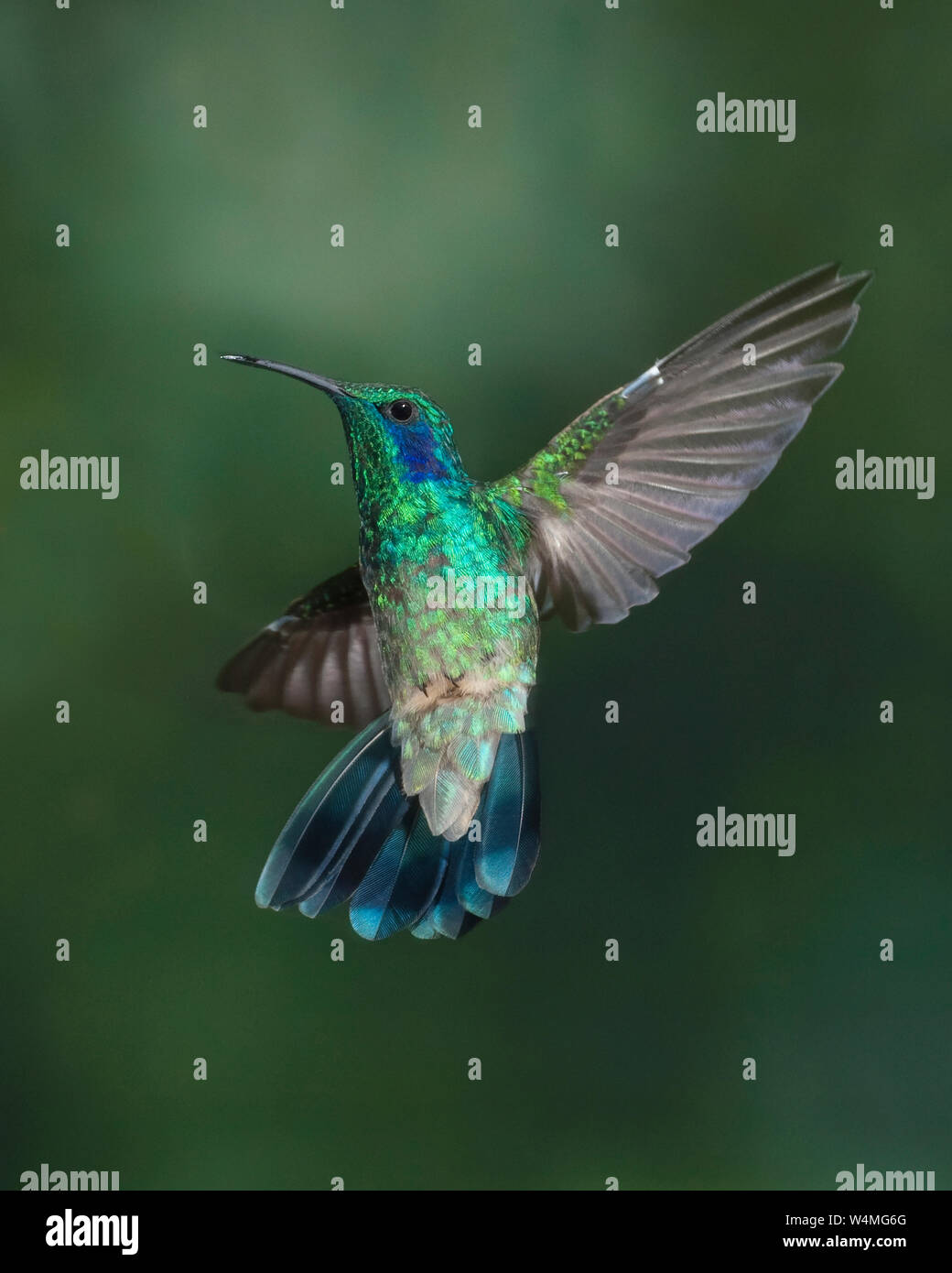 Animals, Birds, A Green Violet-ear Hummingbird, Colibri thalassinus, in  flight in the Savegre River Valley of Costa Rica Stock Photo - Alamy