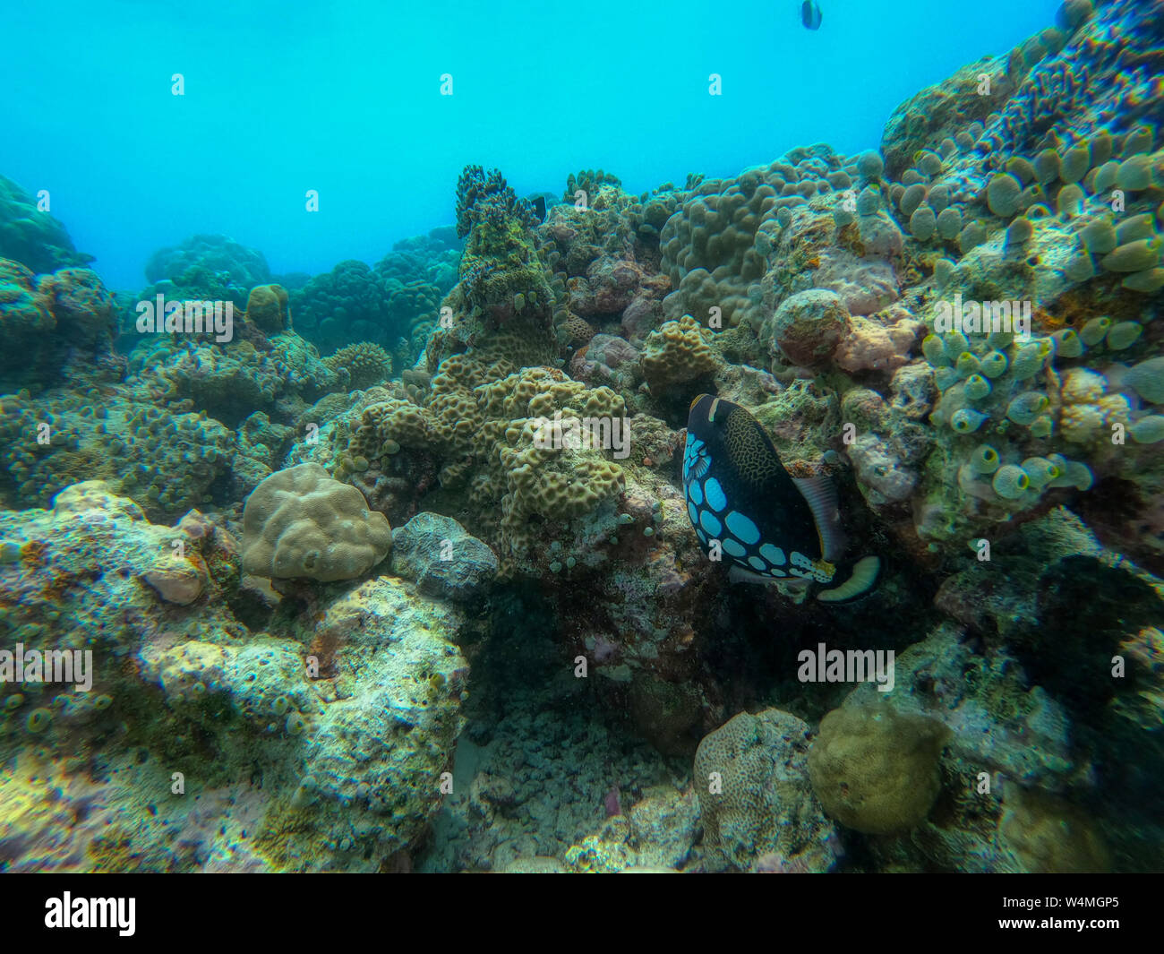 In this unique photo you can see the underwater world of the Pacific Ocean in the Maldives! Lots of coral and tropical fish! Stock Photo
