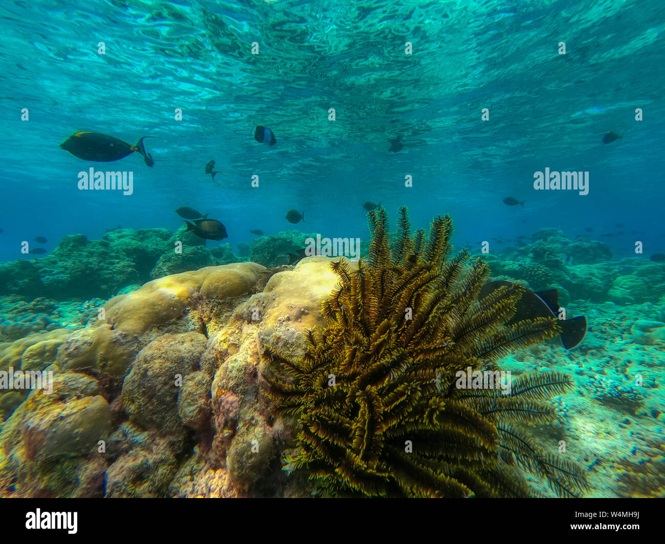 In this unique photo you can see the underwater world of the Pacific Ocean in the Maldives! Lots of coral and tropical fish! Stock Photo