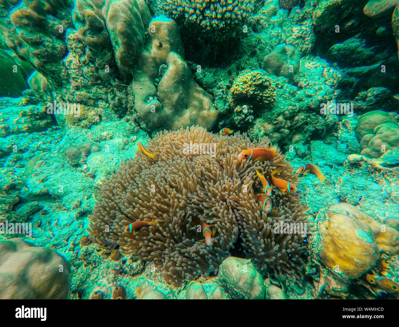 This unique photo shows the lively underwater world of the Maldives with anemones and fish. Stock Photo