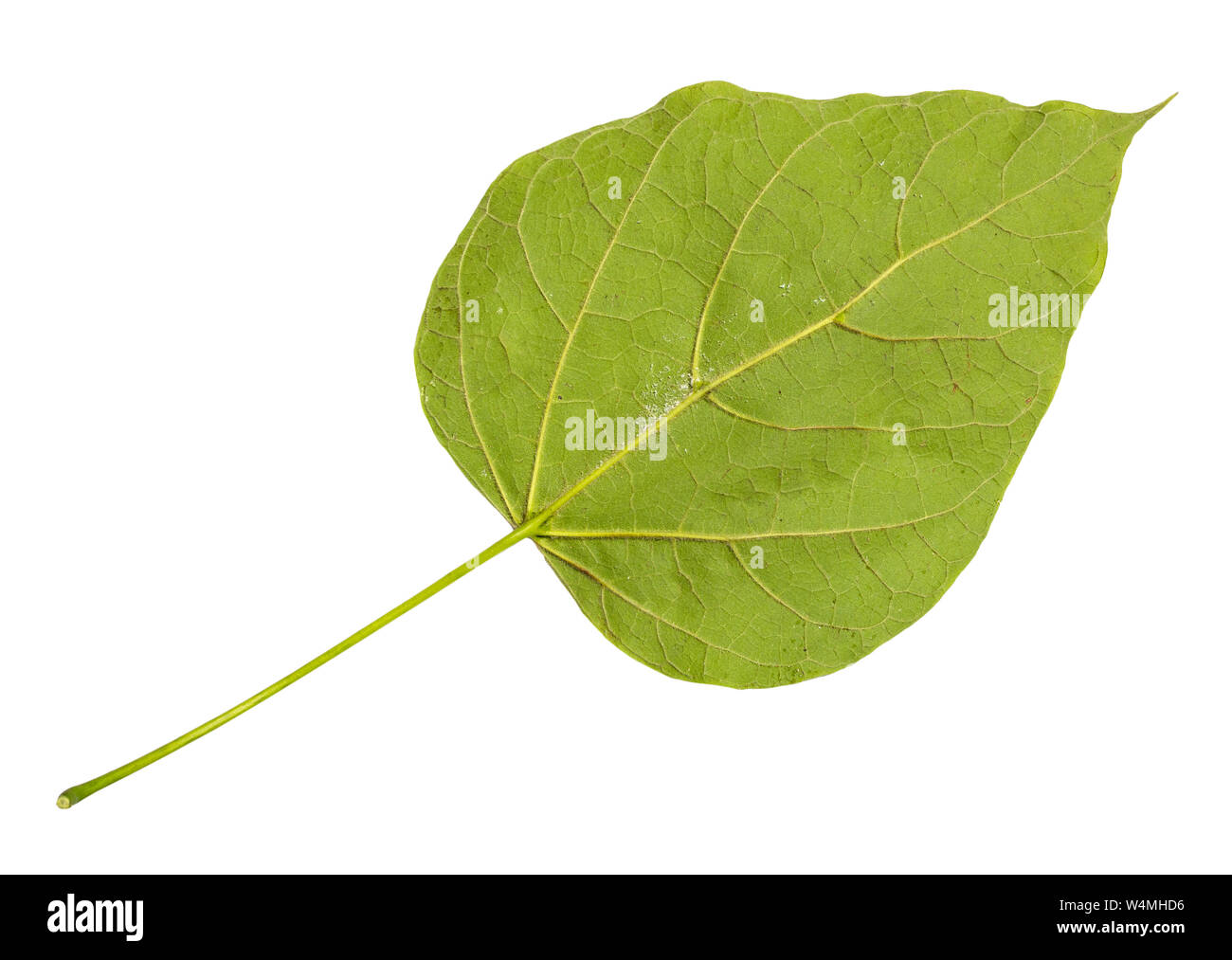 back side of fresh green leaf of catalpa (catalpa bignonioides