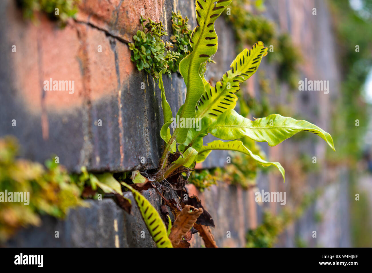 Weeds through a brick wall Stock Photo - Alamy