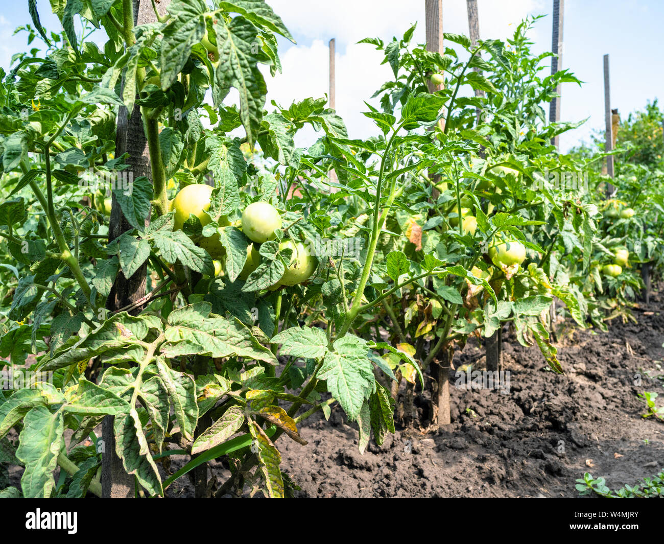 bushes with green unripe tomato fruits outdoors in garden in summer season Stock Photo