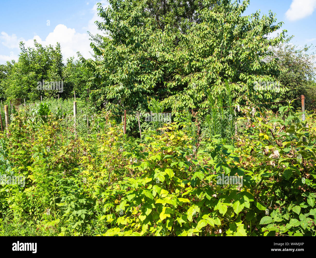 rural landscape - overgrown raspberry bushes and cherry tree in garden ...