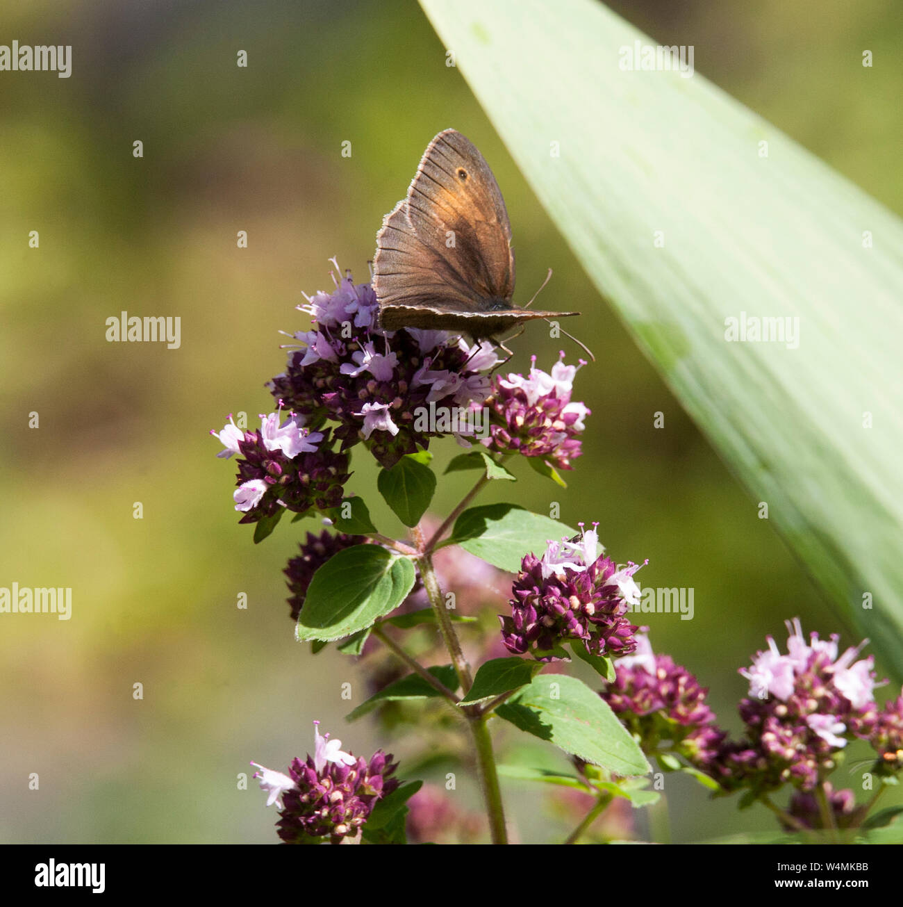 Meadow brown  Maniola Jurtina butterfly on a oregano flower Stock Photo