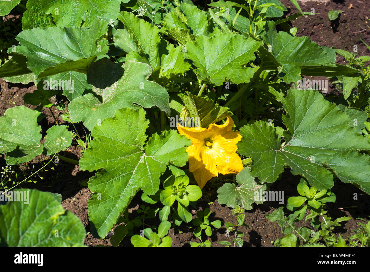 Zucchini seedling growing on a vegetable bed. Cultivation and planting