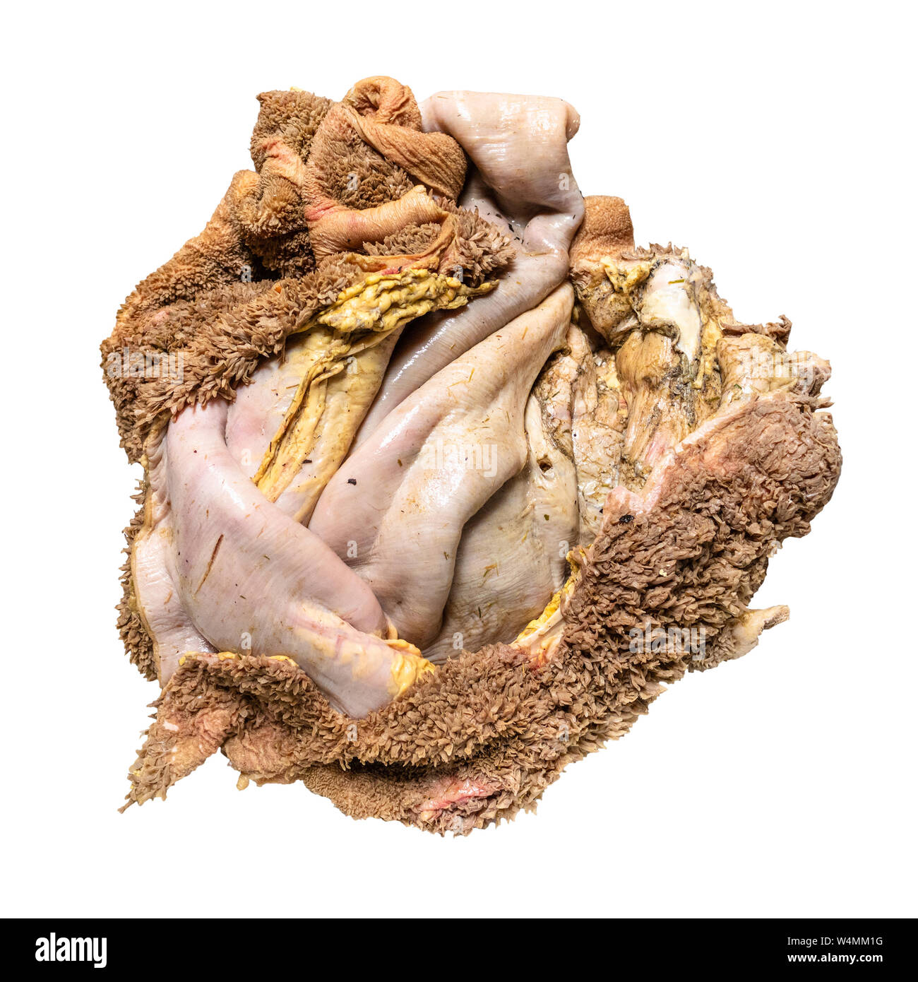 Turned Inside Out Washed Raw Beef Tripe Cut Out On White Backgroud Stock Photo Alamy Turned Inside Out Washed Raw Beef Tripe Cut Out On White Backgroud Stock Photo Alamy