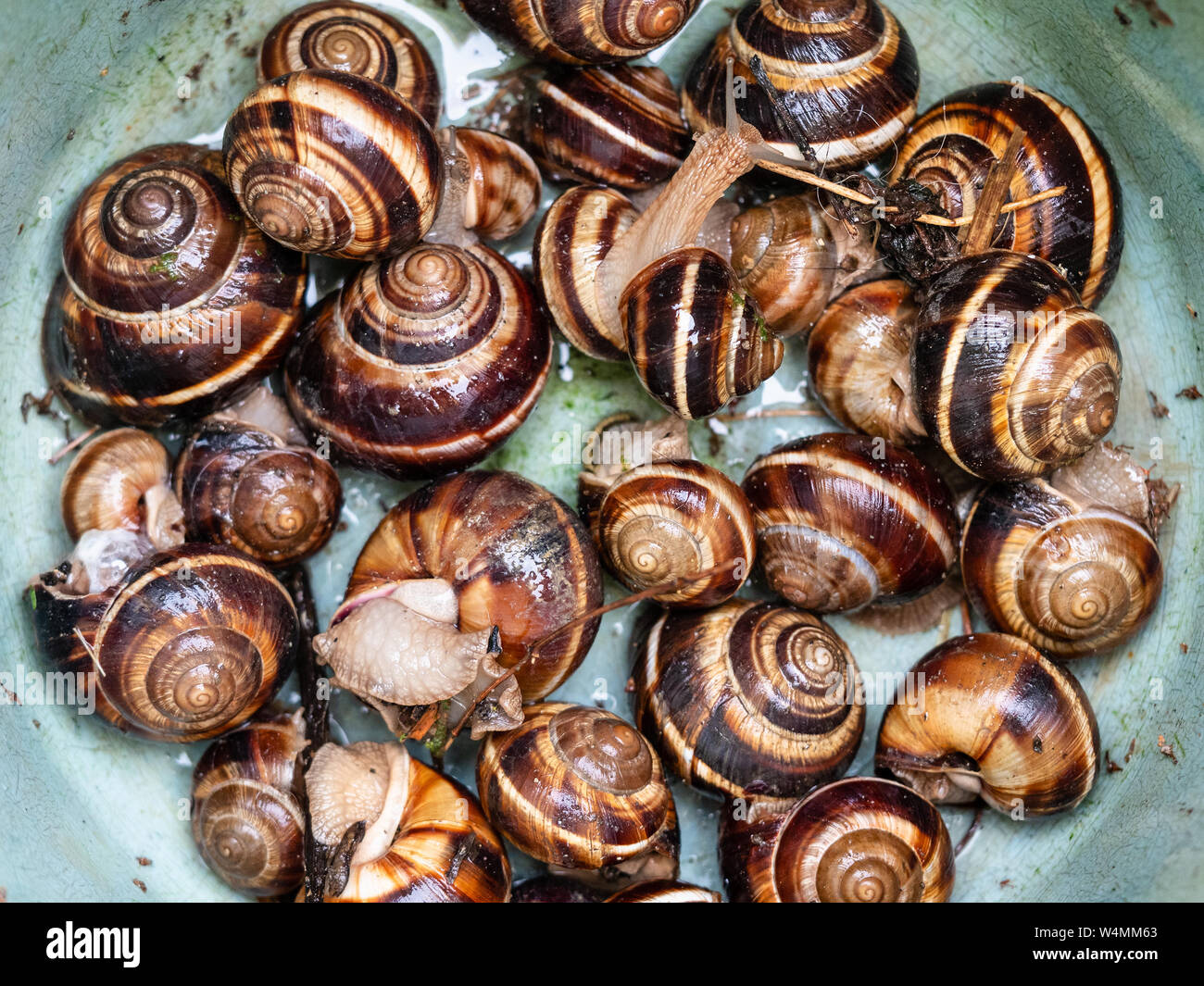 many live snails (helix lucorum) in plastic bucket Stock Photo Alamy