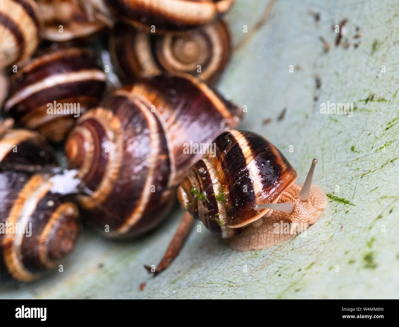 one snail (helix lucorum) close-up crawling from collected snails on wall of plastic bucket Stock Photo