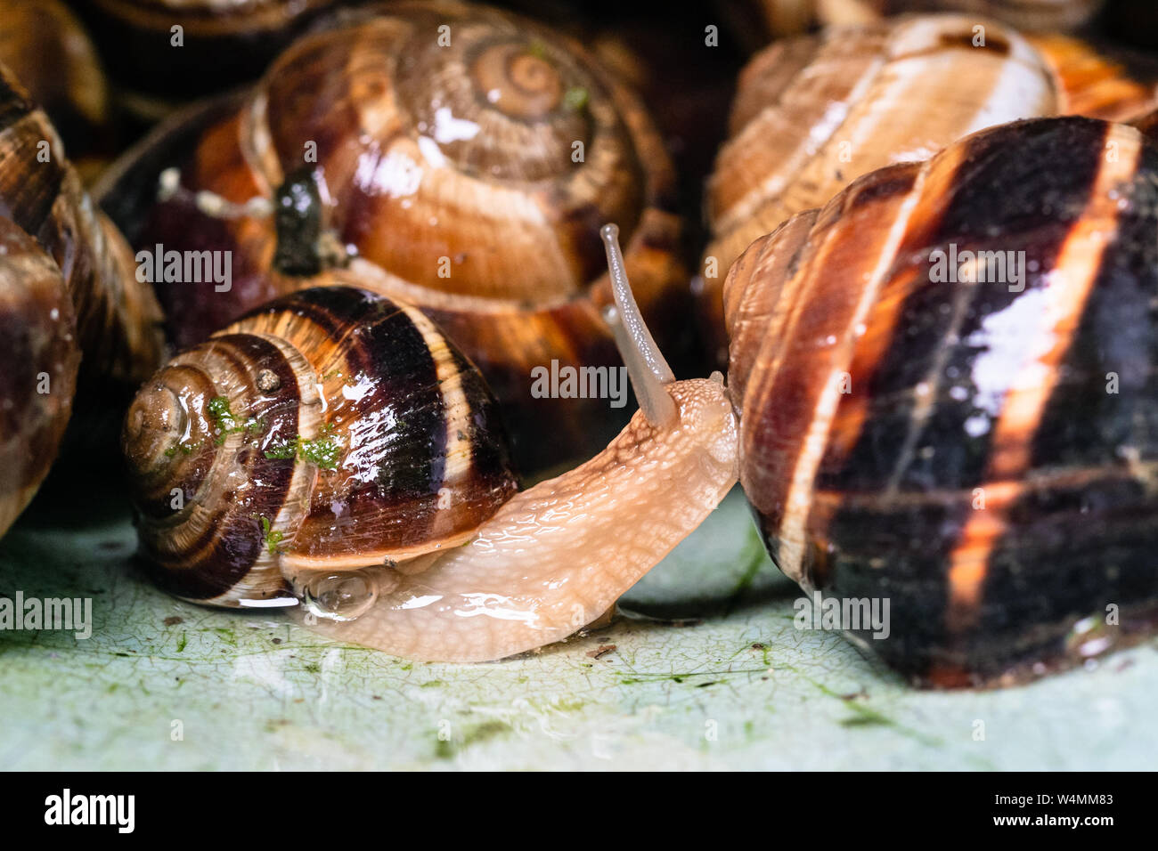 one snail (helix lucorum) closeup near many collected snails in plastic bucket Stock Photo Alamy