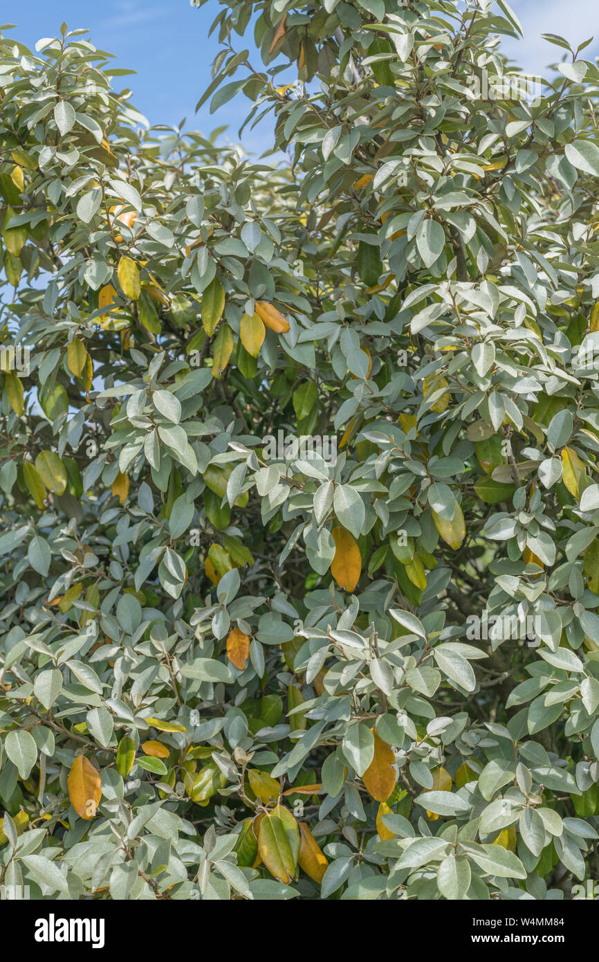 Green and yellowing leaves of Oleaster / Elaeagnus ebbingei / E. submacrophylla in sandy dune ground. Possibly water stress / drought / water shortage Stock Photo