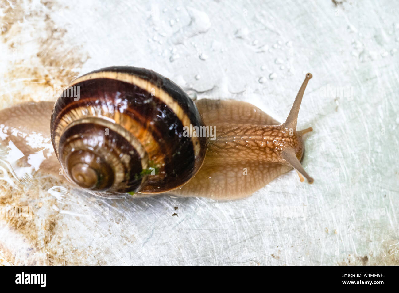 top view of snail (helix lucorum) crawling on wet dirty steel board close-up Stock Photo