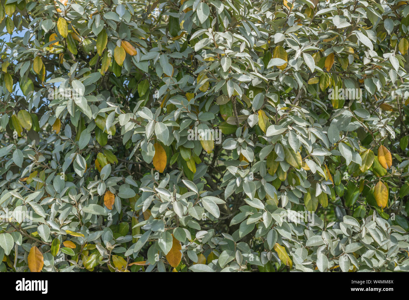 Green and yellowing leaves of Oleaster / Elaeagnus ebbingei / E. submacrophylla in sandy dune ground. Possibly water stress / drought / water shortage Stock Photo