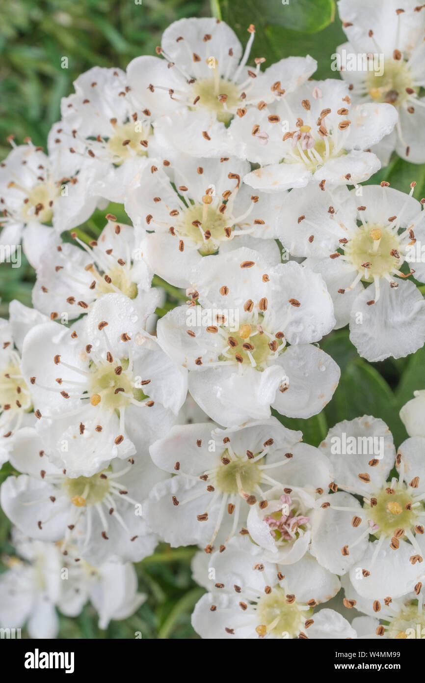 Macro close-up white flower blossom of Common Hawthorn tree / Crataegus monogyna blossom. ID from flower single stigma. May blossom, medicinal plants. Stock Photo