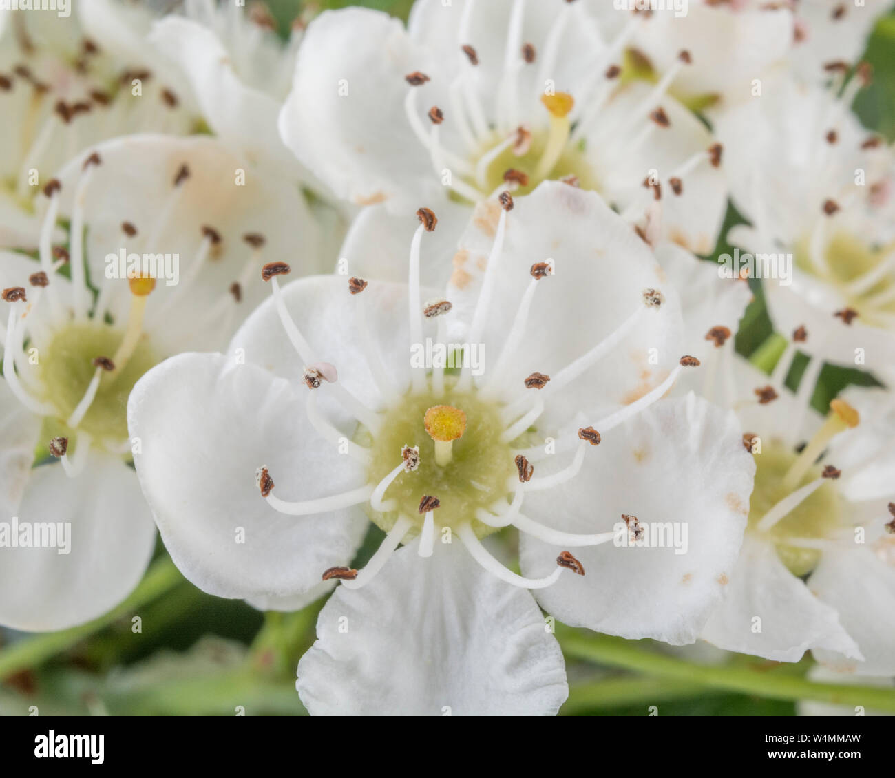 Macro close-up white flower blossom of Common Hawthorn tree / Crataegus monogyna blossom. ID from flower single stigma. May blossom, medicinal plants. Stock Photo