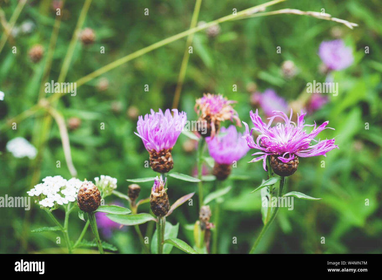 Grow purple flowers of Serratula Lycopifolia plant. Stock Photo