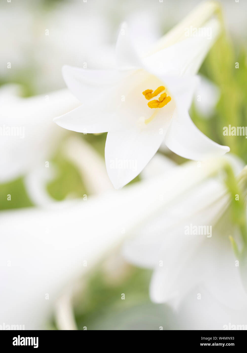 Lilium longiflorum  / Easter Lily  a white lily blooming in Okinawa, Japan Stock Photo