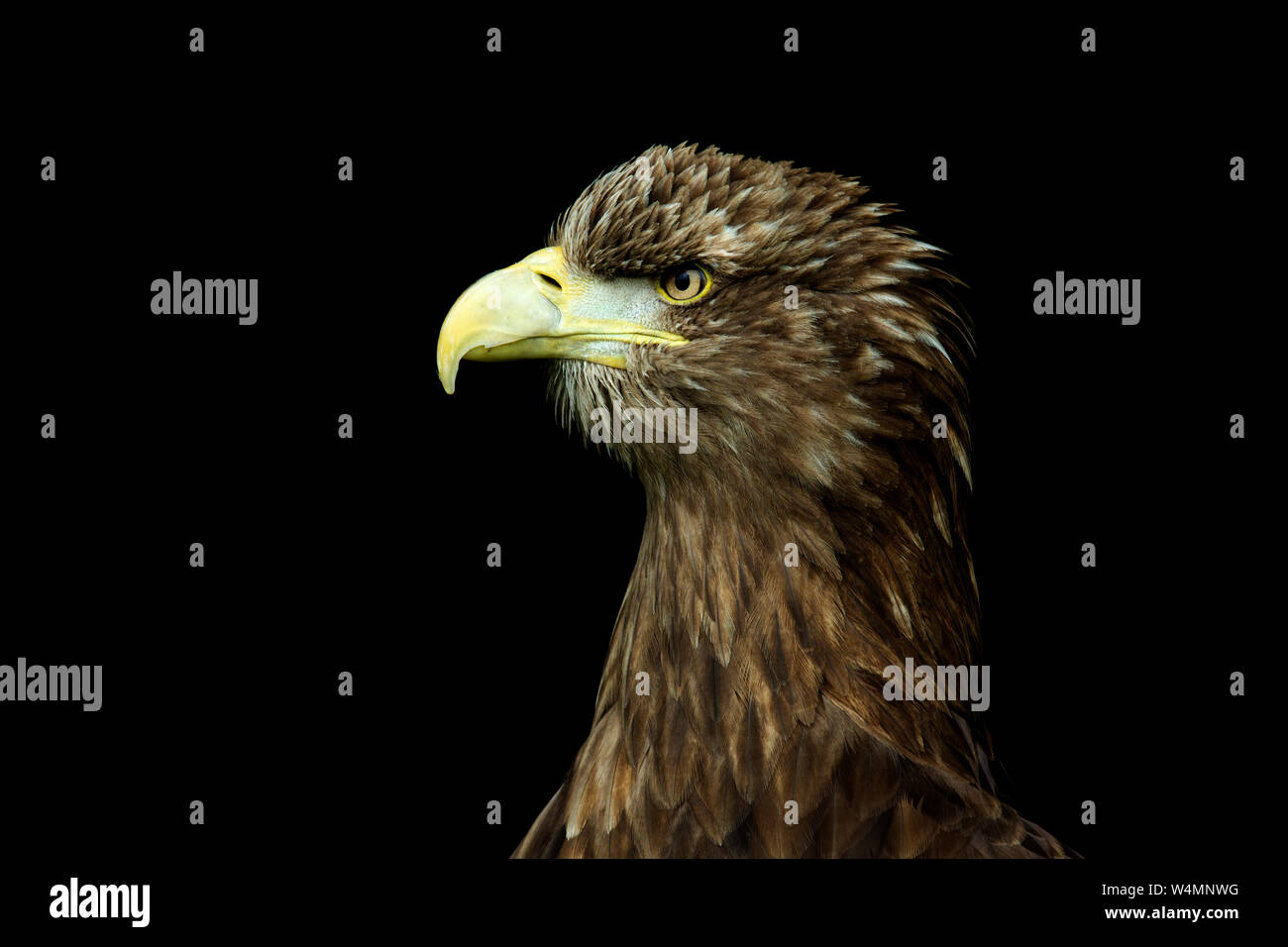 Eagle Side View Headshot Portrait With Black Background Stock Photo