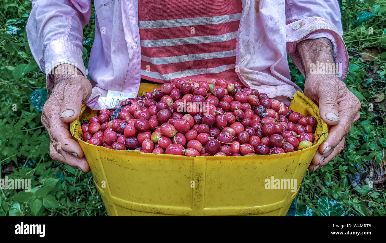Peasant coffee picker with his product inside the traditional basket Stock Photo