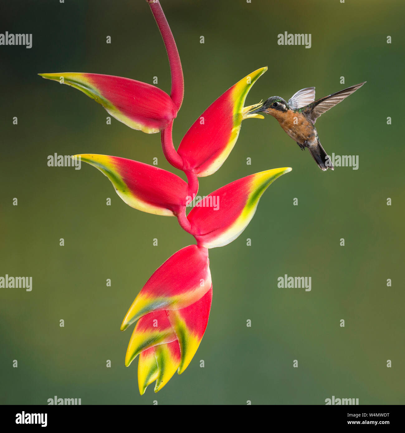 Animals, Birds, A female Purple-throated Mountain-gem Hummingbird, Lamporis calolaemus, feeds on the nectar of a Lobster Claw Heliconia flower in Costa Rica. Stock Photo