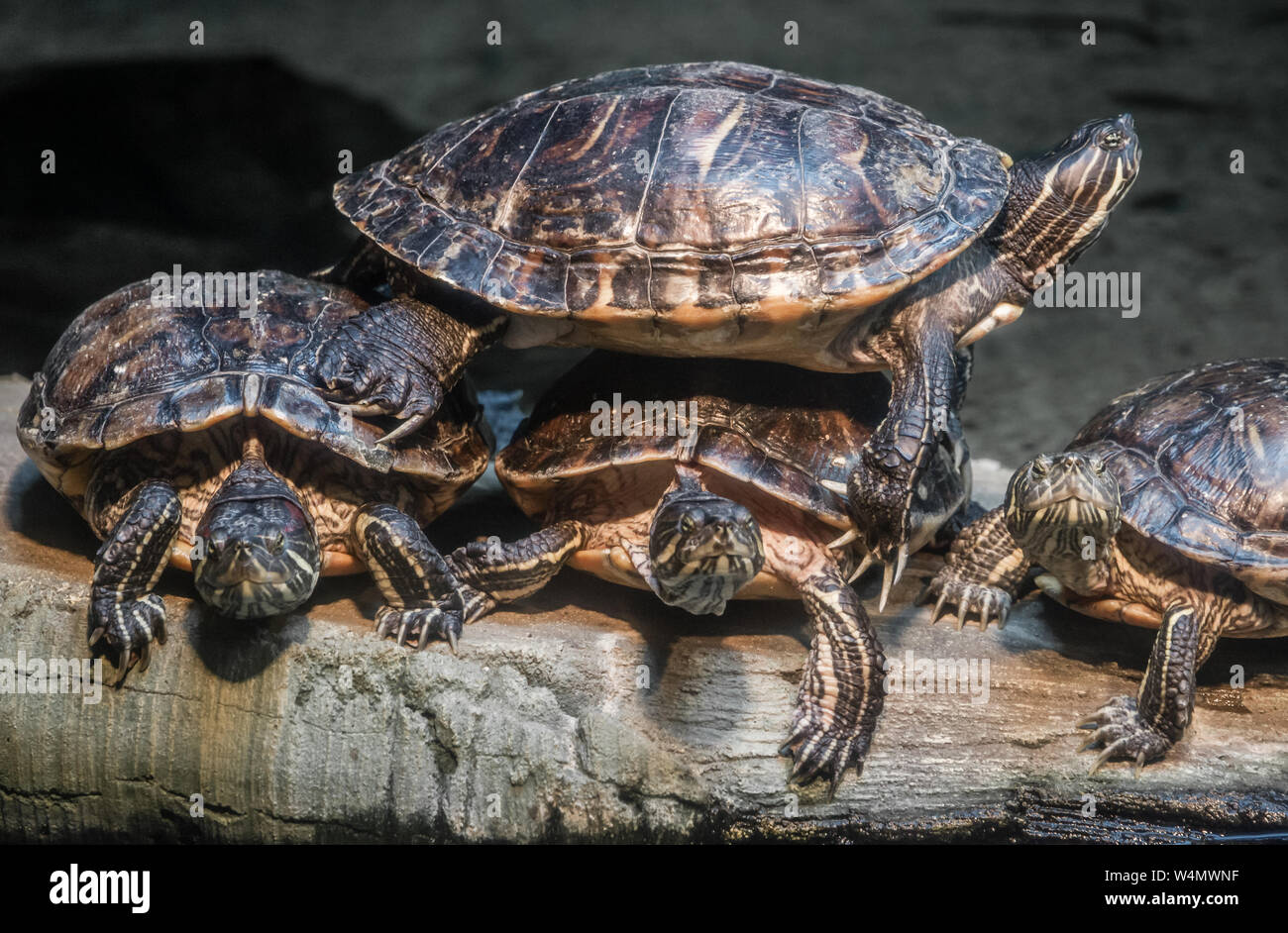 12 June 2019.  A pile of yellow bellied terrapins Stock Photo