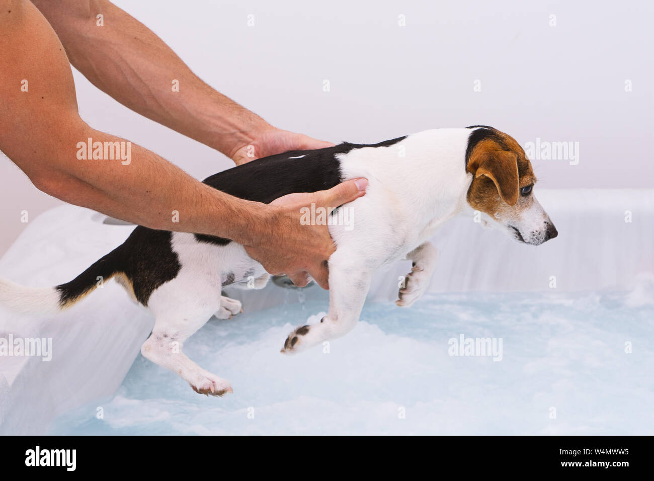 Adorable dog puppy is afraid to bathe in bubble bath. Pet care and