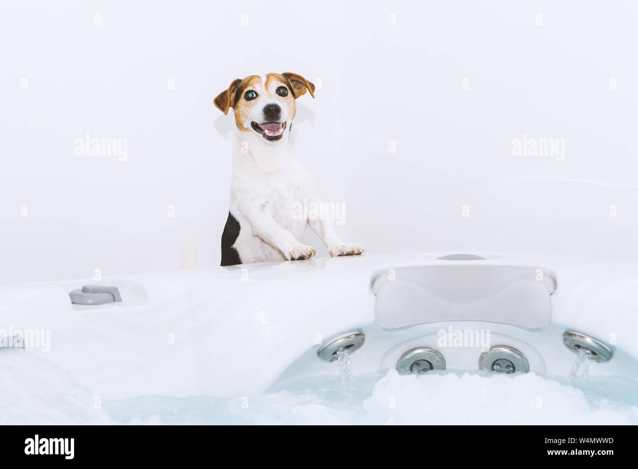 Adorable dog jack russell is going to take bubble bath with massage