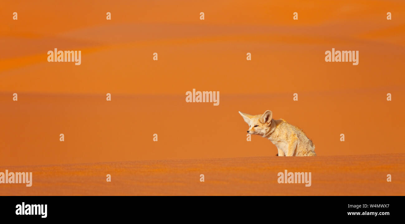 Fauna de marruecos hi-res stock photography and images - Alamy