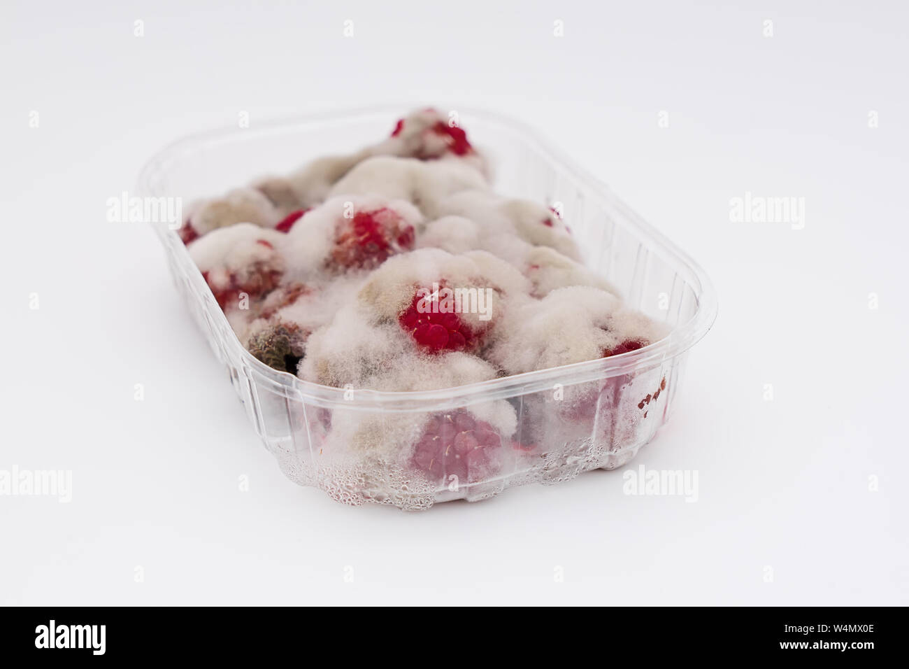 Closeup of rotten moldy raspberry in plastic box isolated on white background. Damaged ripe berry with Botrytis Cinerea mold Stock Photo