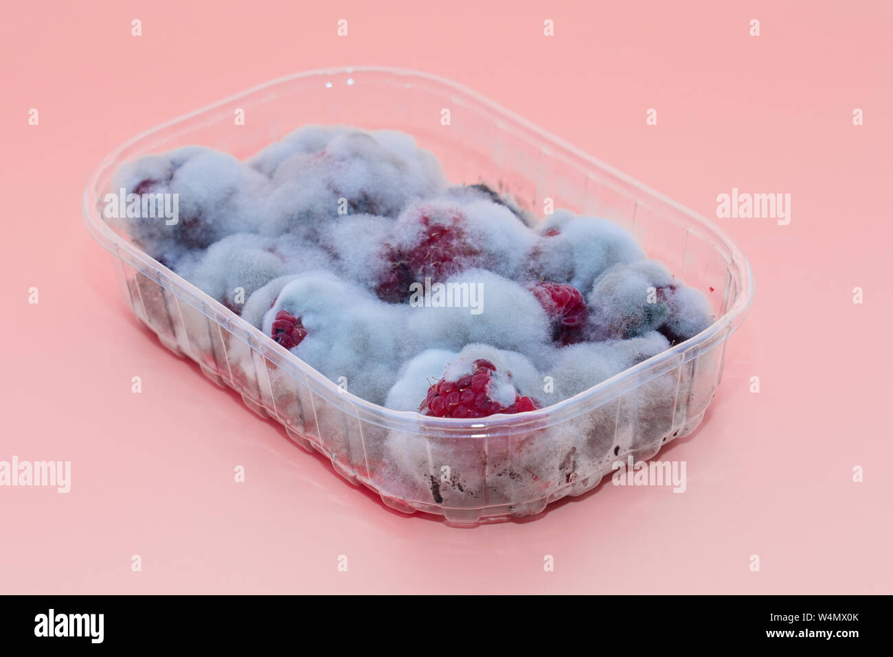 Closeup of rotten moldy raspberry in plastic box isolated on pink background. Damaged ripe berry with Botrytis Cinerea mold Stock Photo