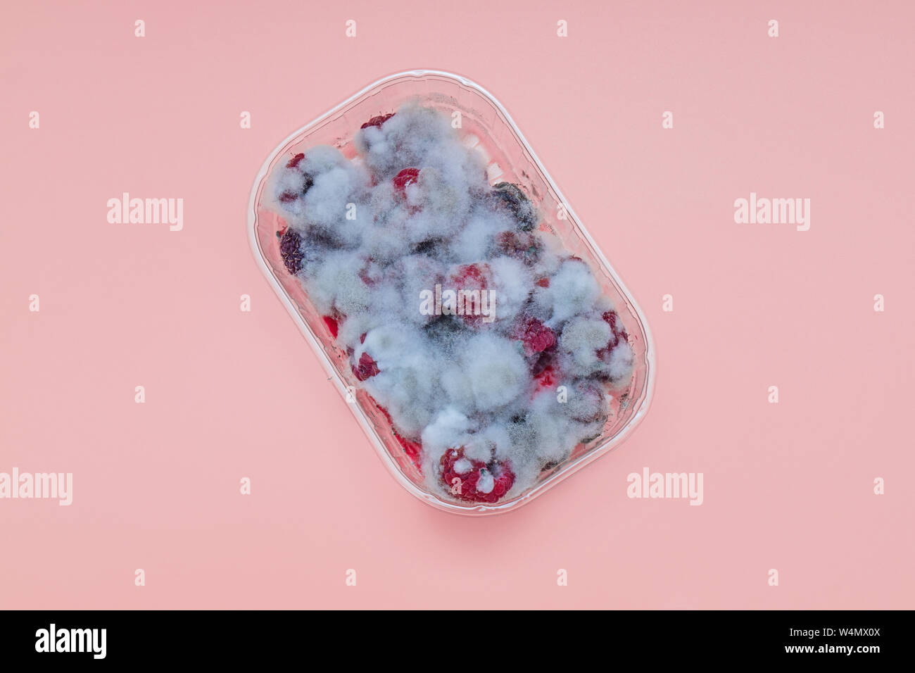 Closeup of rotten moldy raspberry in plastic box isolated on pink background. Damaged ripe berry with Botrytis Cinerea mold, top view Stock Photo