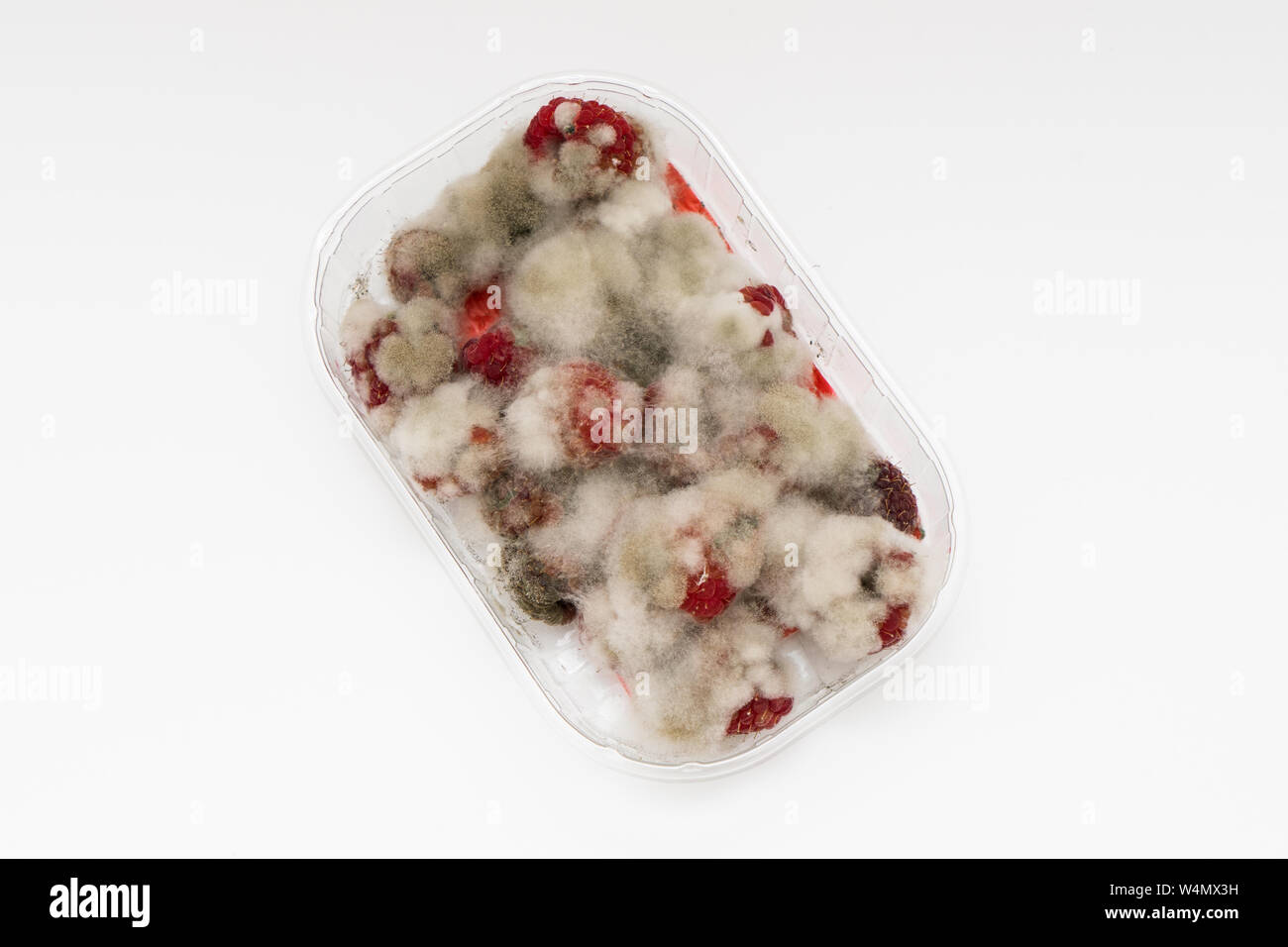 Closeup of rotten moldy raspberry in plastic box isolated on white background, top view. Damaged ripe berry with Botrytis Cinerea mold Stock Photo