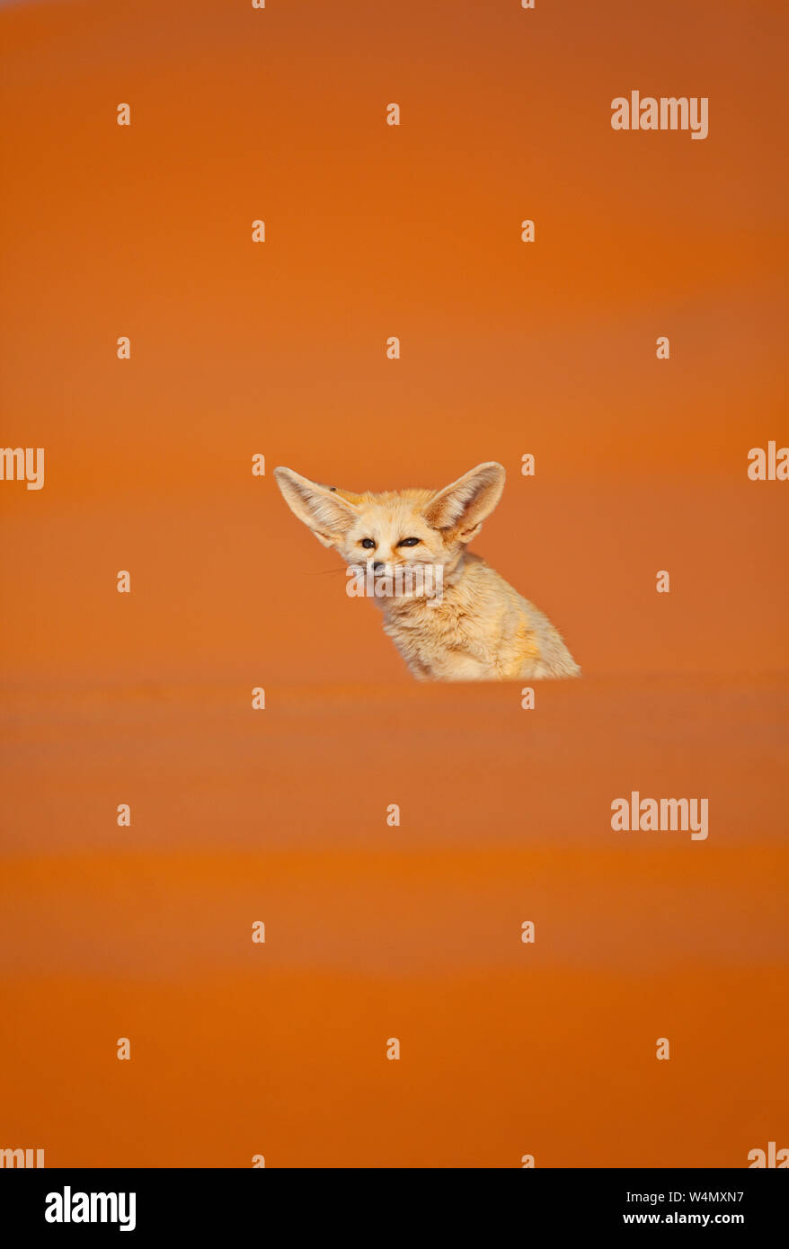 Fauna de marruecos hi-res stock photography and images - Alamy