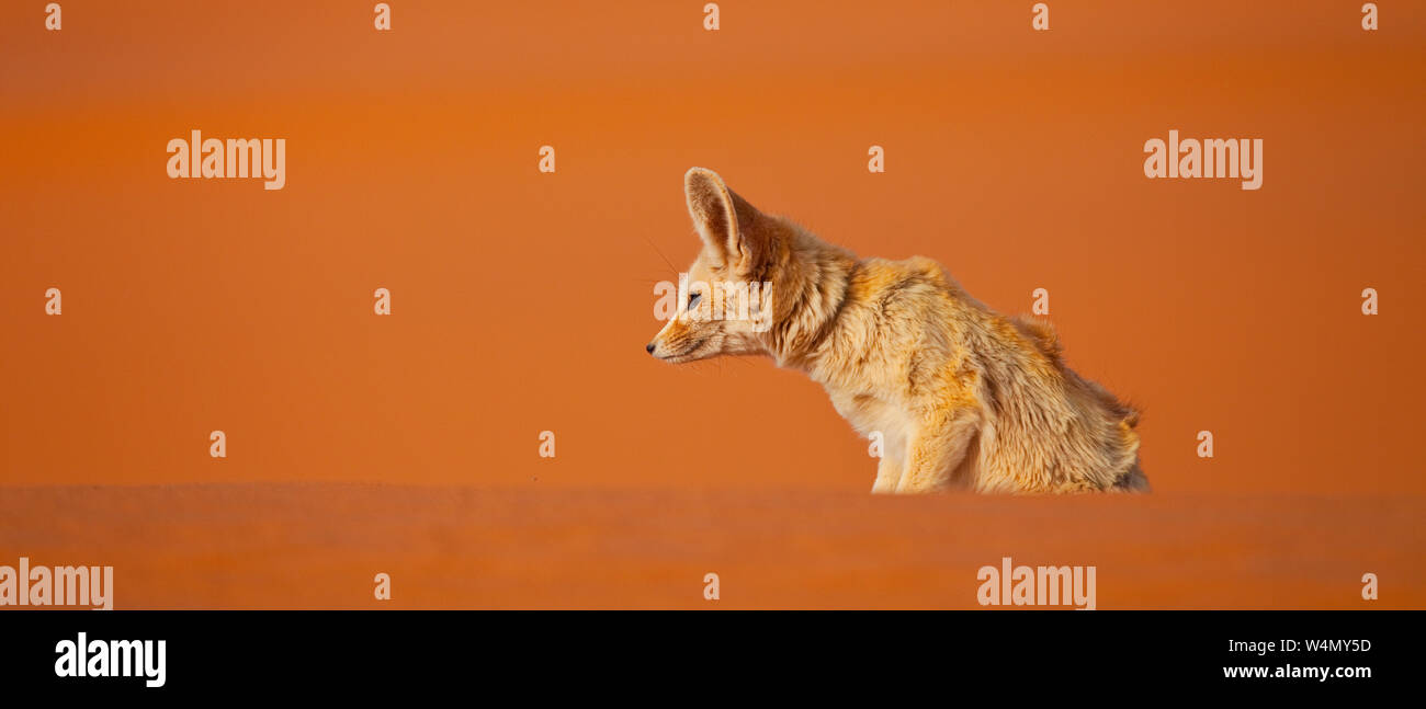 Fauna de marruecos hi-res stock photography and images - Alamy