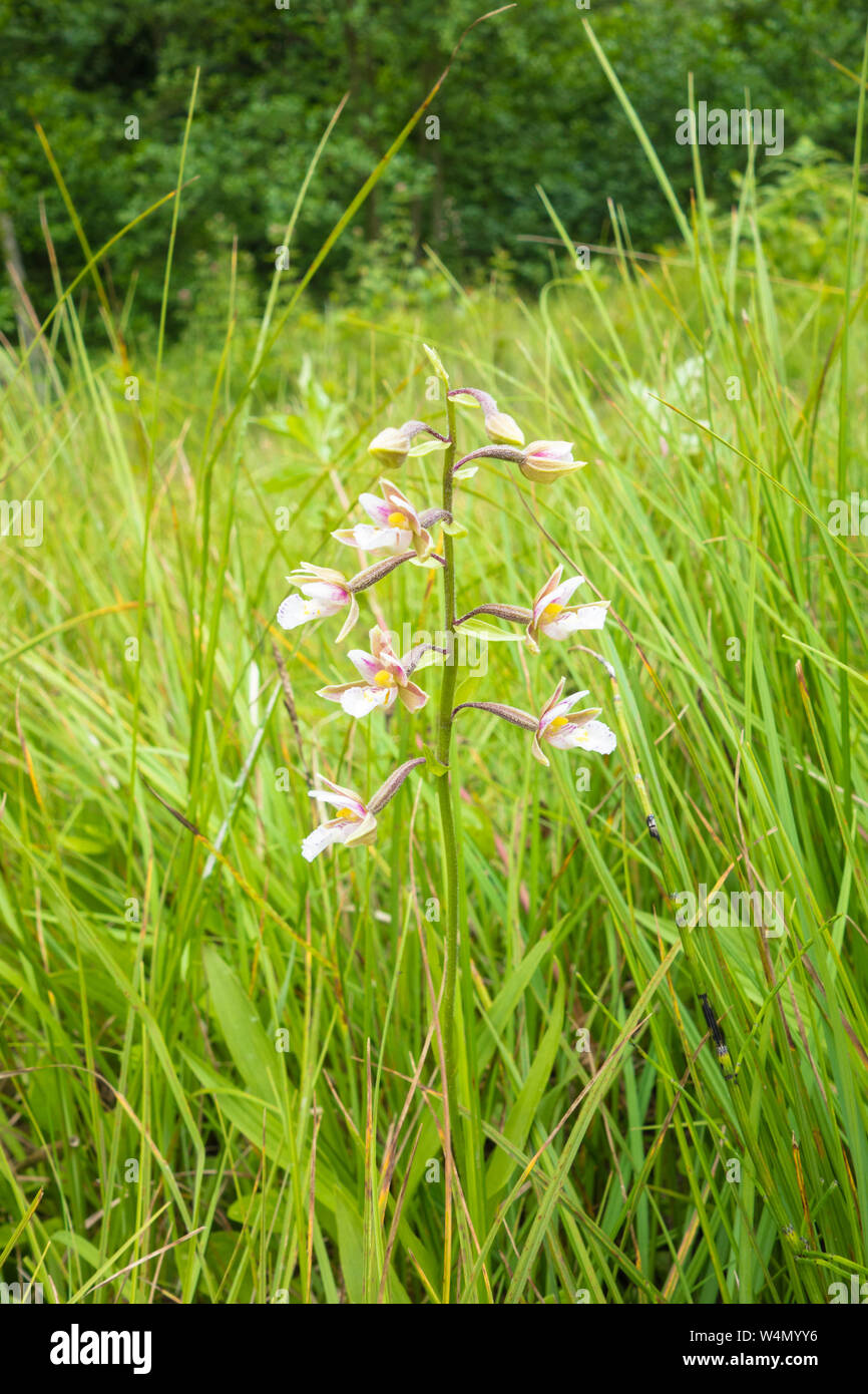 Marsh helleborine (Epipactis palustris) a wetland orchid growing on a nature reserve in the Herefordshire UK countryside. July 2019 Stock Photo