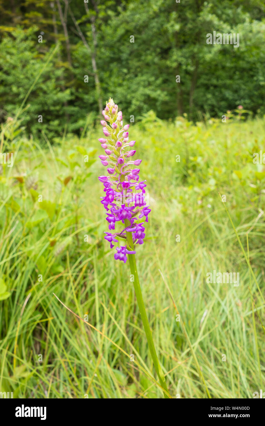 Marsh Fragrant Orchid (Gymnadenia conopsea) growing on a nature reserve in the Herefordshire UK countryside. July 2019 Stock Photo