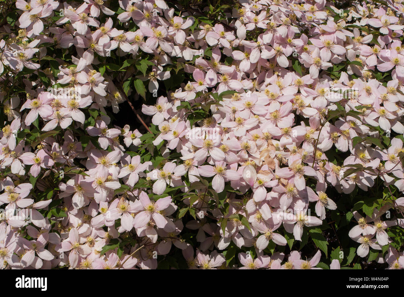 Pink Clematis Montana 'Rubens' climbing over an arbour Stock Photo Alamy
