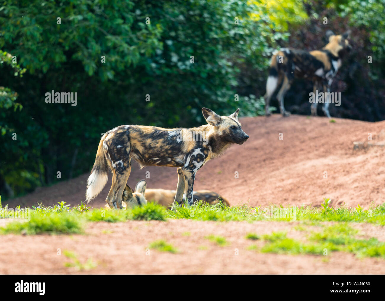 African wild dog (Lycaon pictus), Chester Zoo England UK. May 2019