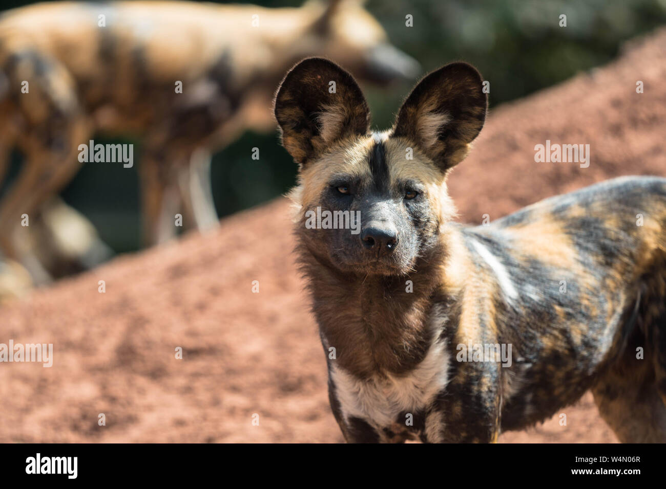 African wild dog (Lycaon pictus), Chester Zoo England UK. May 2019