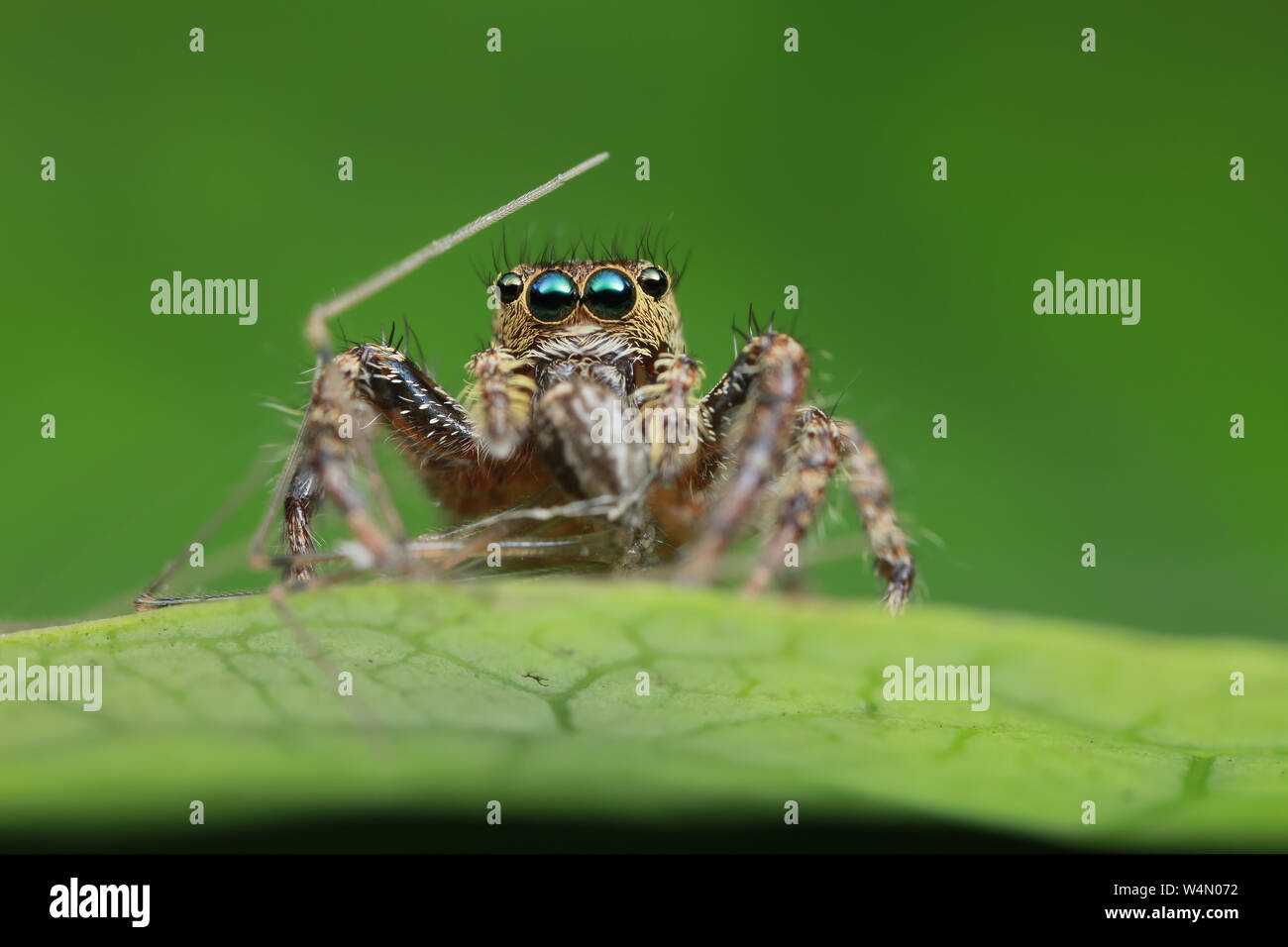 jumping spider and prey on green leaf in nature Stock Photo - Alamy