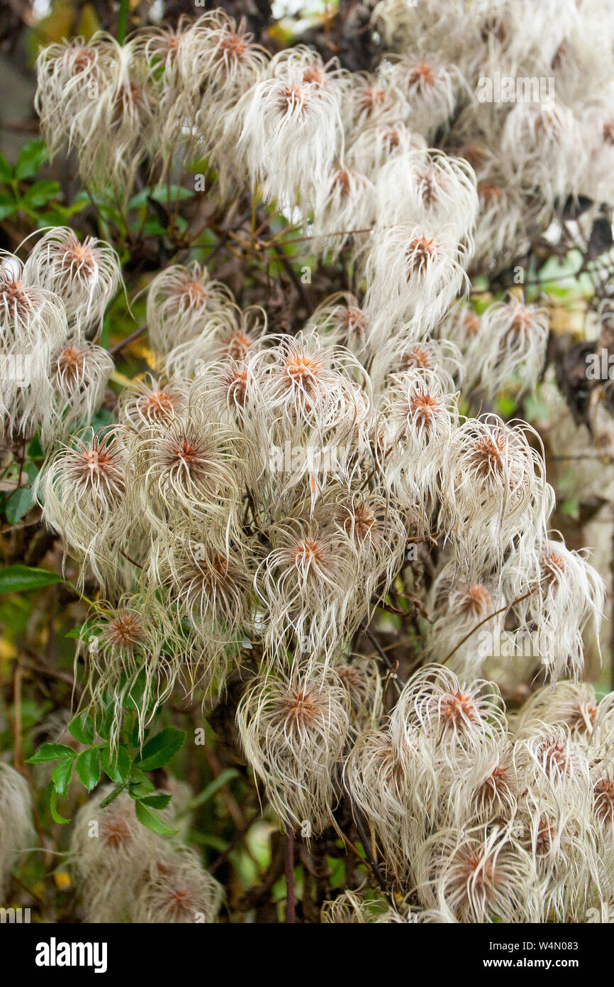 The seed heads of pink Clematis Montana 'Rubens' climbing over an arbour. Stock Photo
