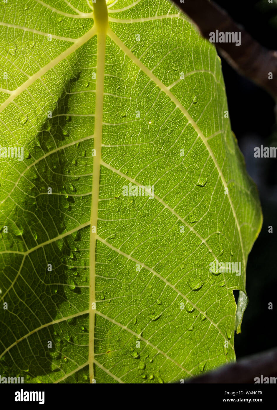 fig leaf close-up with ribs and water drops Stock Photo