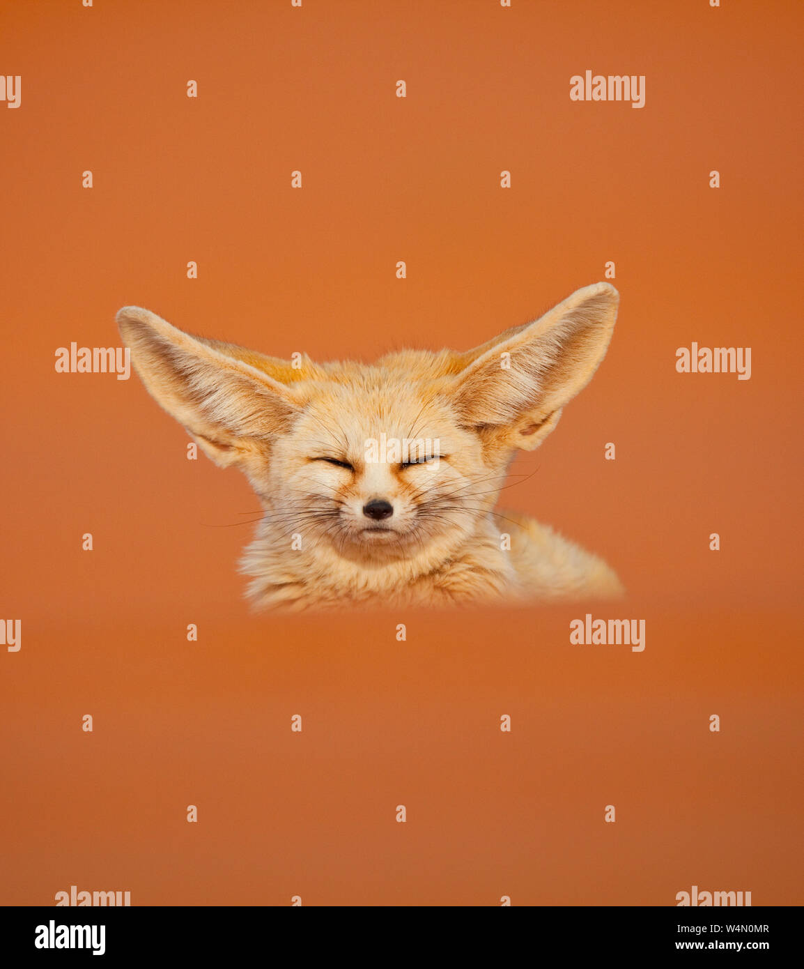 Zorro Del Desierto Fenec Fox Fennecus Zerda Desierto Del Sahara Merzouga Marruecos Africa Sahara Desert Marocco Stock Photo Alamy