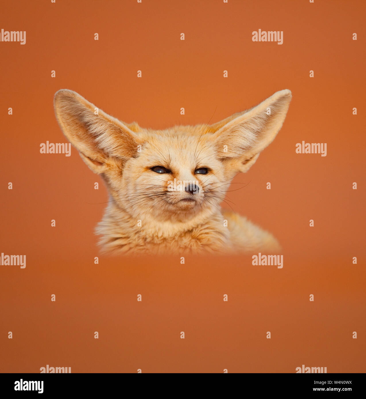 Fauna de marruecos hi-res stock photography and images - Alamy