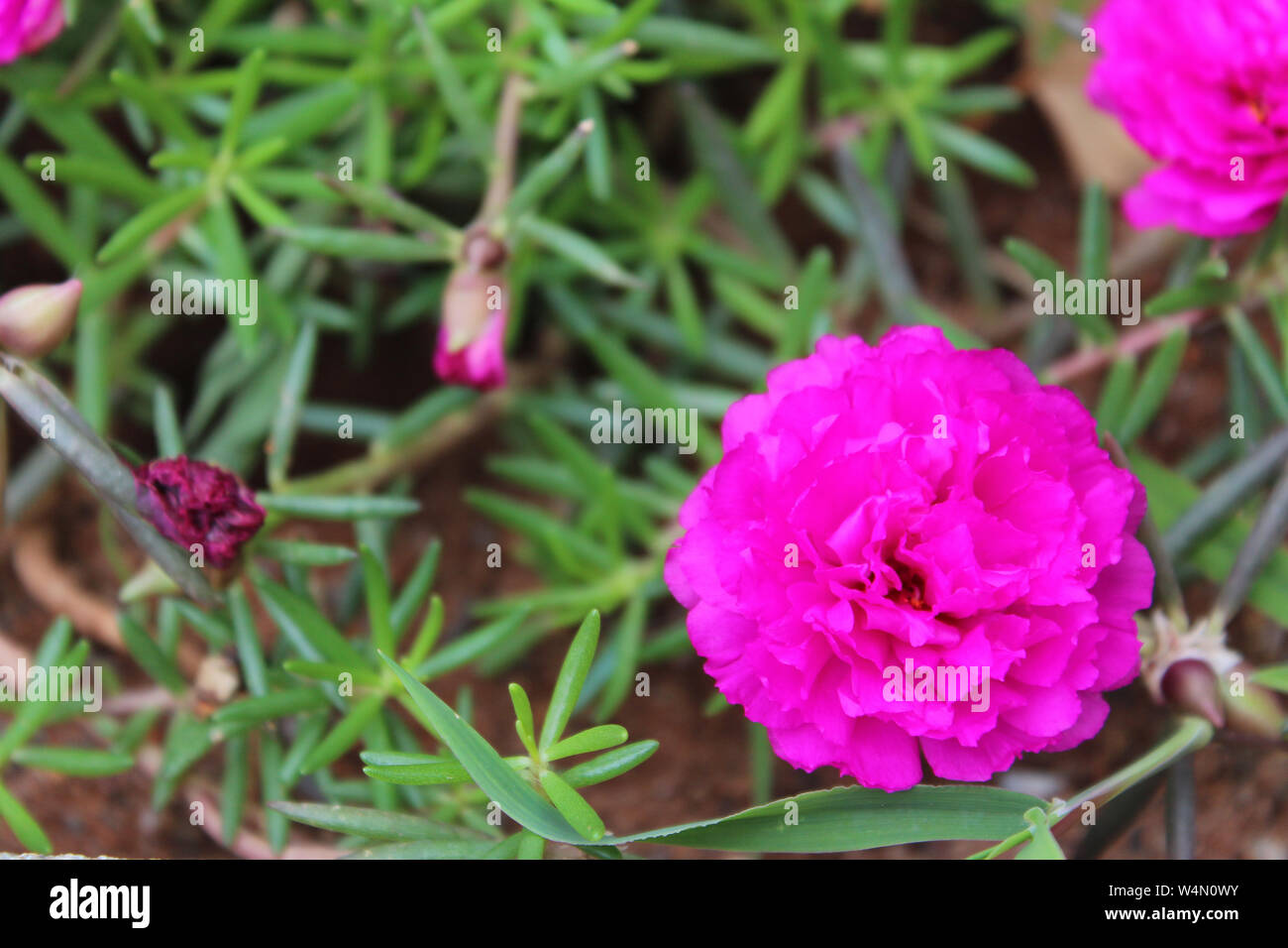 Flower bouquet india hi-res stock photography and images - Alamy