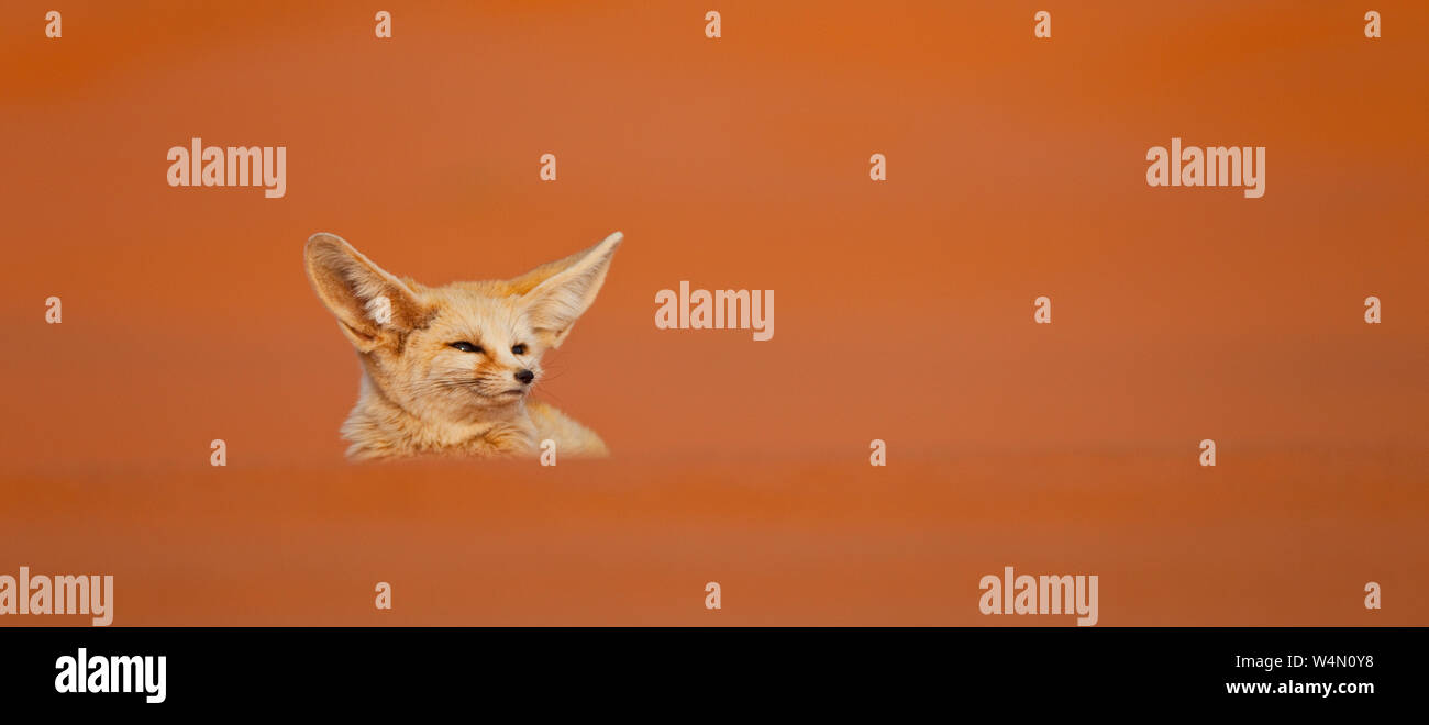 Fauna de marruecos hi-res stock photography and images - Alamy