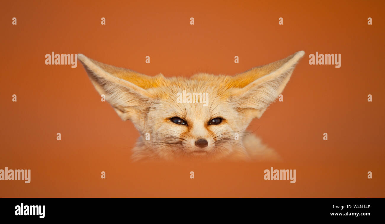 Fauna de marruecos hi-res stock photography and images - Alamy
